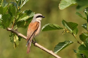 Neuntöter (Lanius collurio)