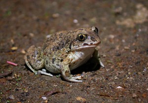 1024px-Knoblauchkroete_IMGP4749