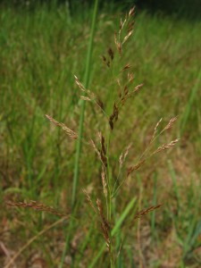 Agrostis_capillaris