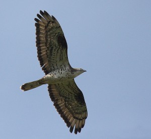 trzmielojad zwyczajny