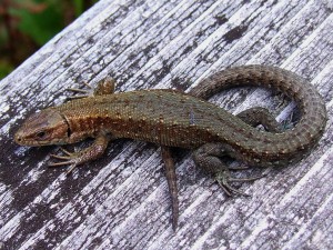 Zootoca_vivipara_BS11